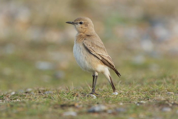 Isabelline Wheatear