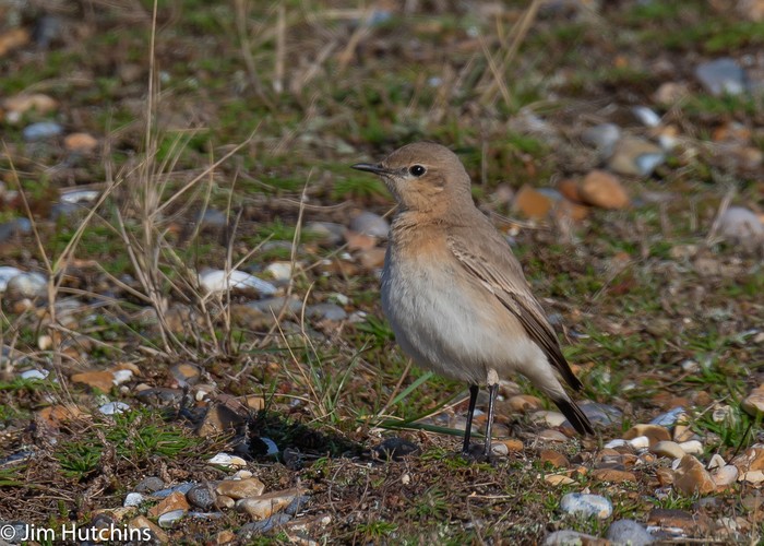 Isabelline Wheatear