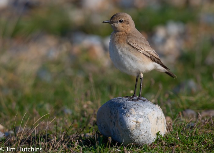 Isabelline Wheatear