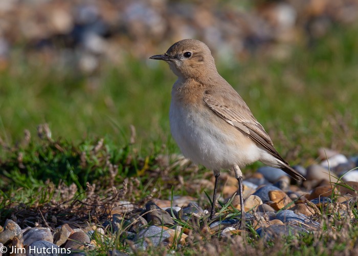 Isabelline Wheatear