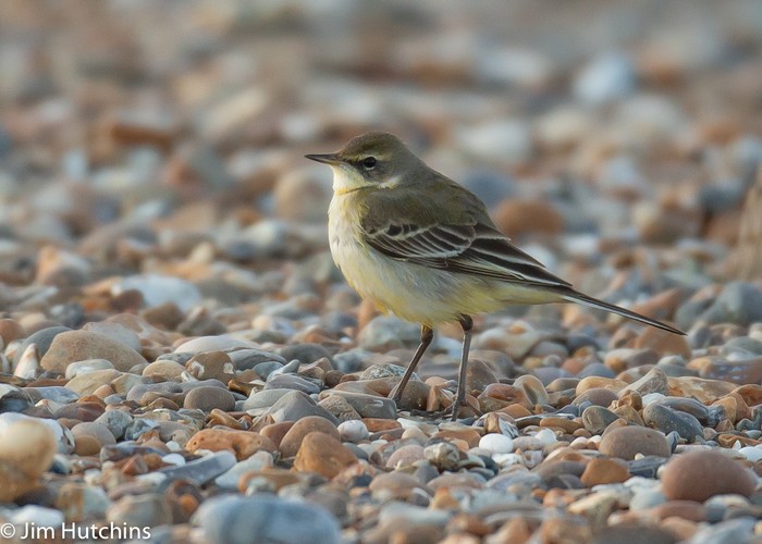 Eastern Yellow Wagtail