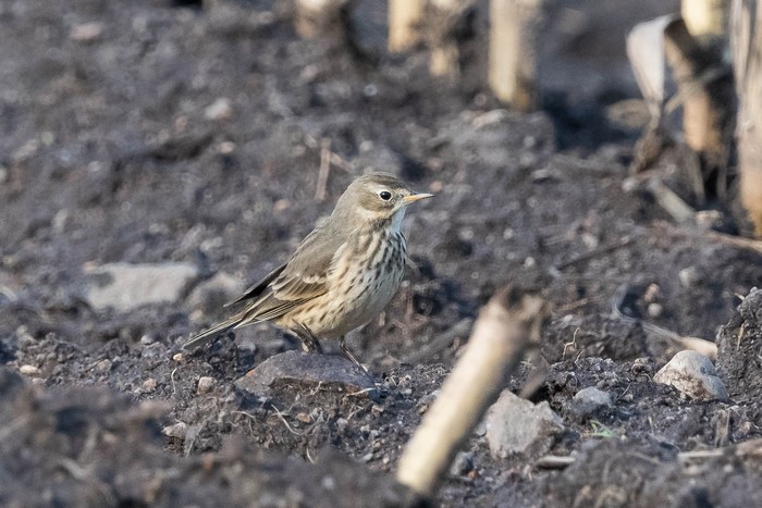 American Buff-bellied Pipit