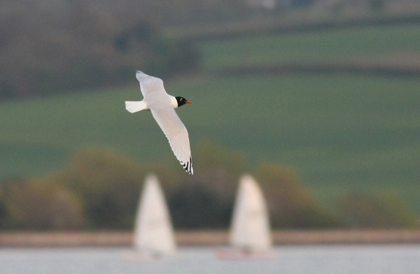 Mediterranean Gull