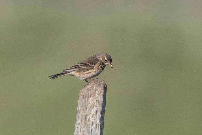 American Buff-bellied Pipit