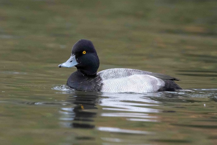 Lesser Scaup