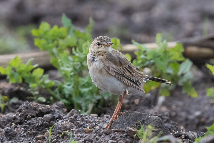 Paddyfield Pipit