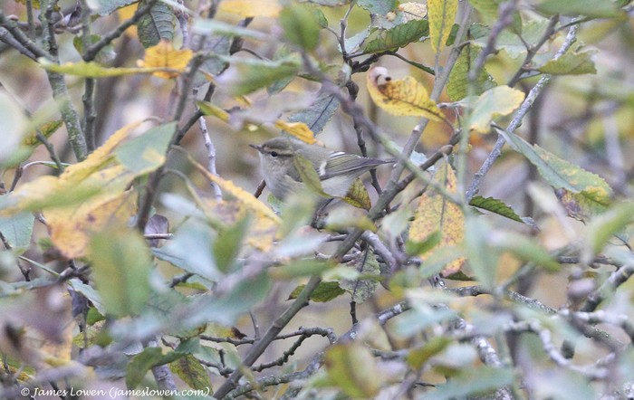Hume's Warbler