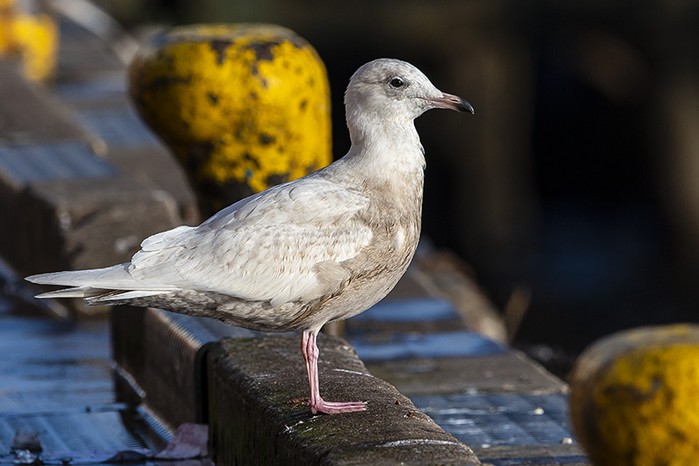 Iceland Gull