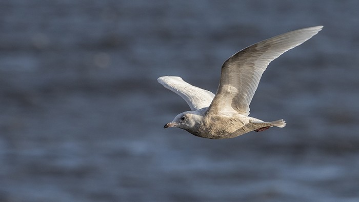 Iceland Gull