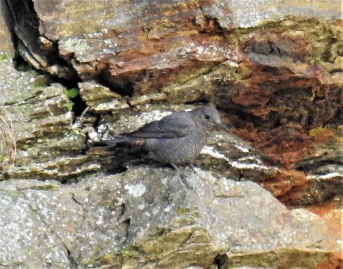 Blue Rock Thrush