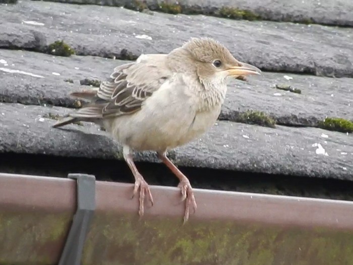 Rose-coloured Starling