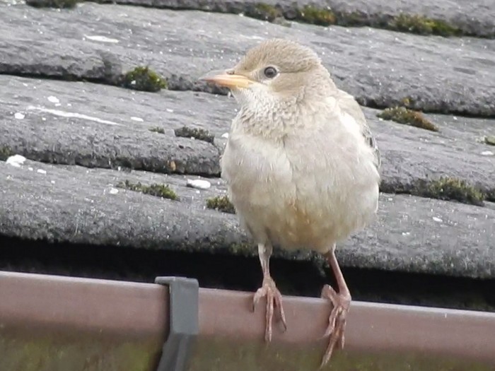 Rose-coloured Starling