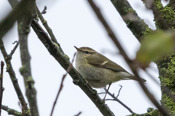Hume's Warbler
