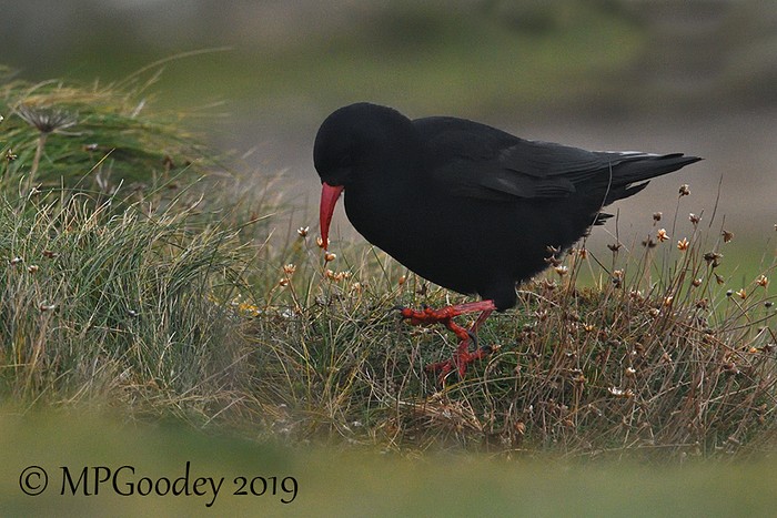 Chough