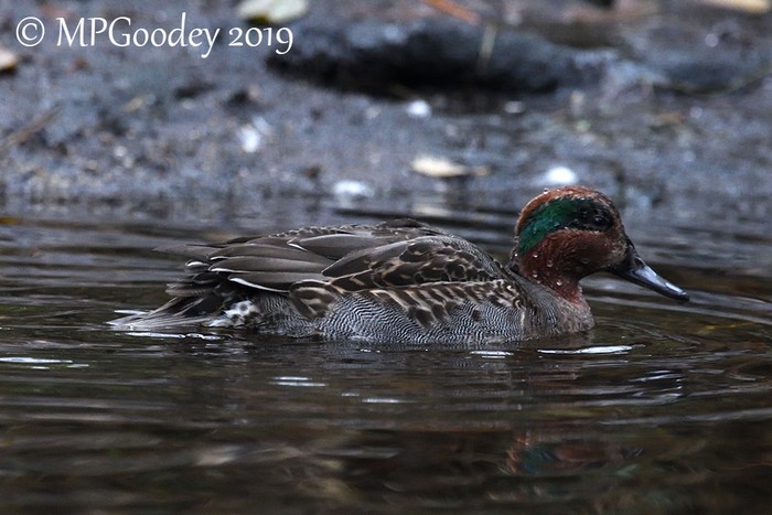 Green-winged Teal