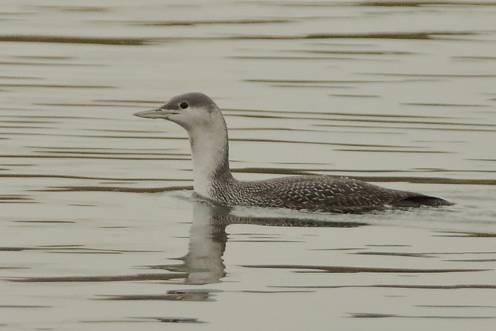 Red-throated Diver
