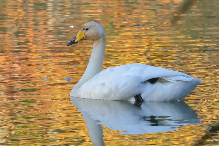Whooper Swan