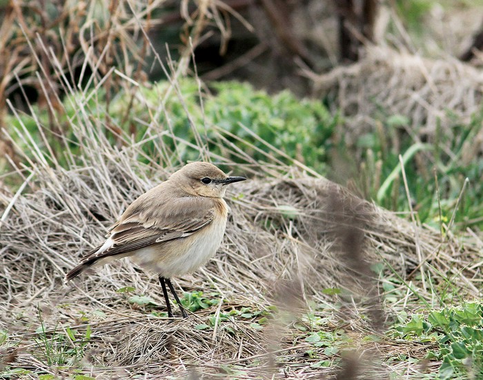 Isabelline Wheatear