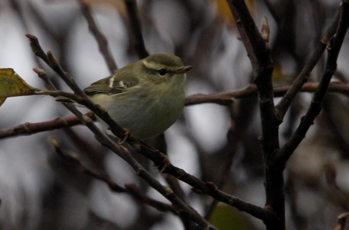 Yellow-browed Warbler