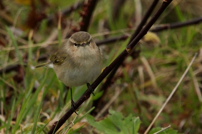 Siberian Chiffchaff
