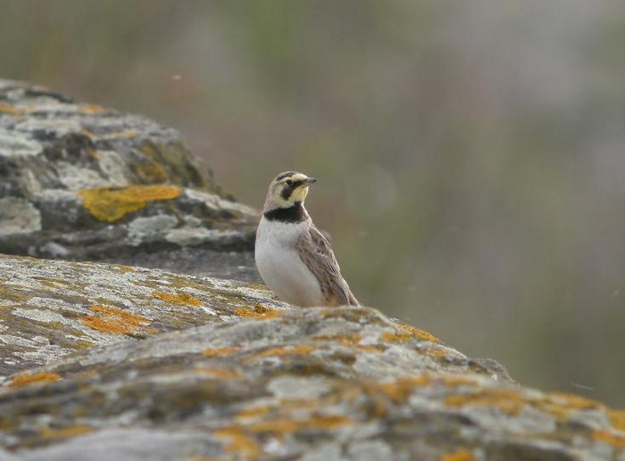 Shorelark
