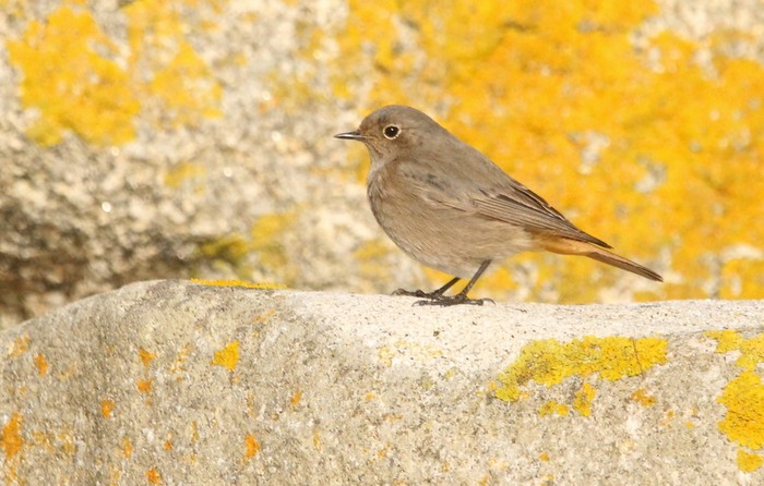Black Redstart