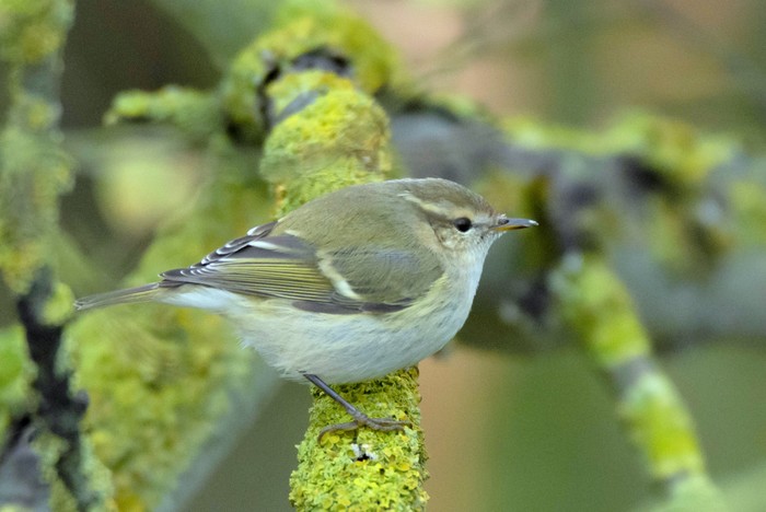 Hume's Warbler