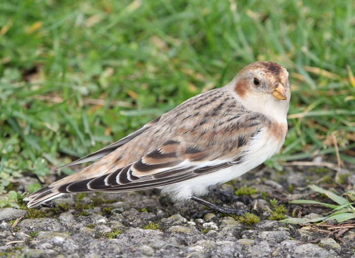 Snow Bunting