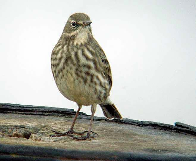 Rock Pipit
