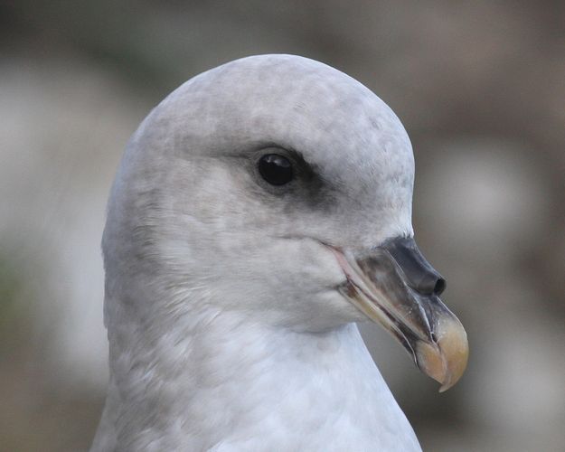 Blue Fulmar