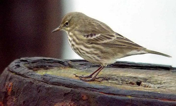 Rock Pipit