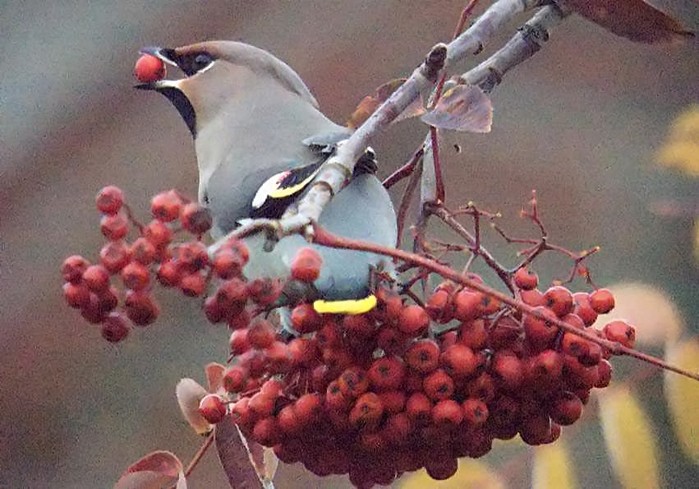 Waxwing
