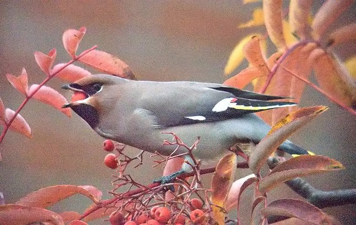 Waxwing