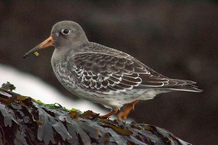 Purple Sandpiper