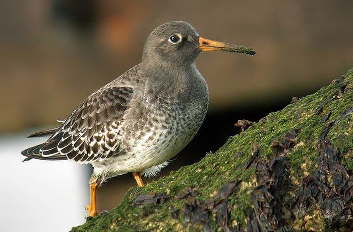 Purple Sandpiper