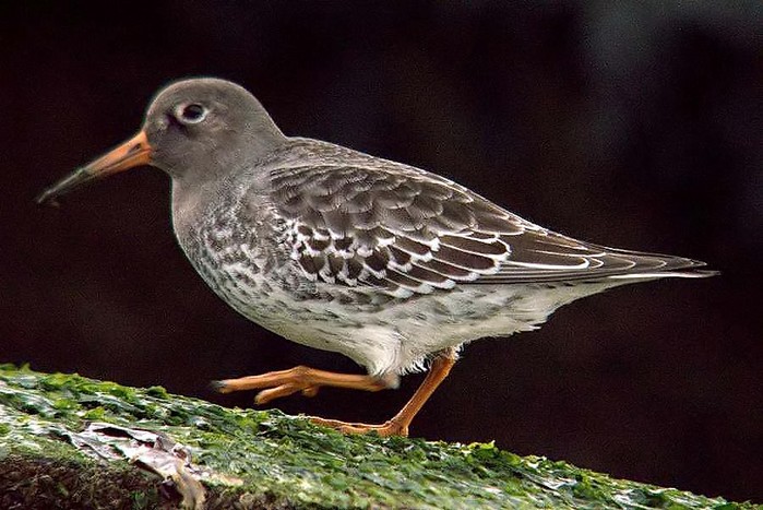 Purple Sandpiper