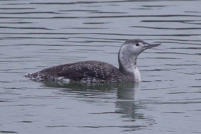 Red-throated Diver