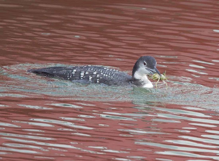 Great Northern Diver