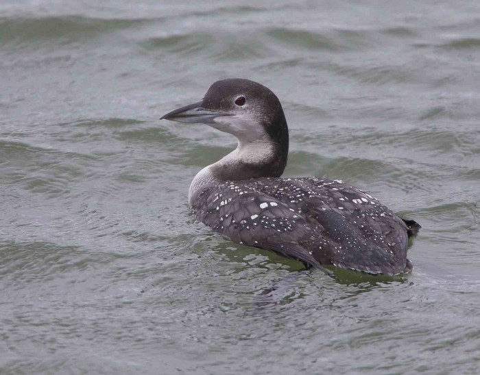 Great Northern Diver