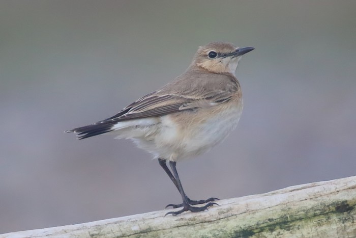 Isabelline Wheatear