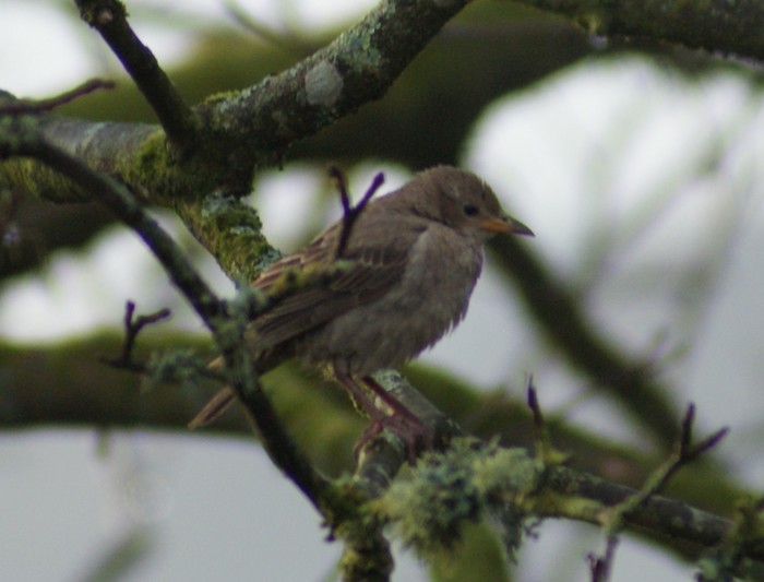 Rose-coloured Starling