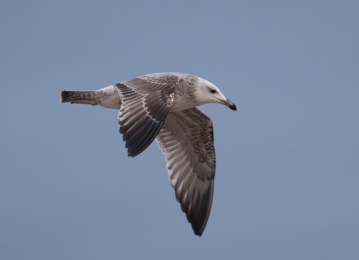 Caspian Gull