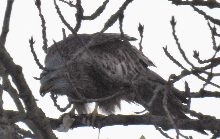Red Kite