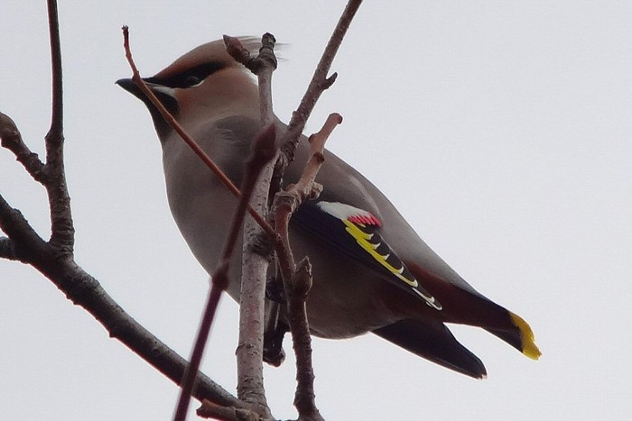 Waxwing