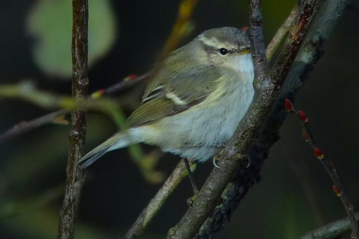 Hume's Warbler