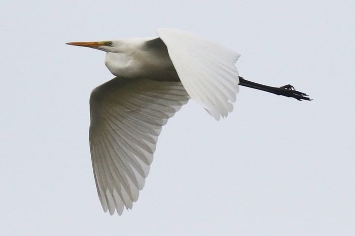 Great White Egret