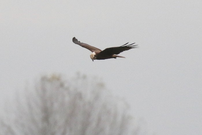 Marsh Harrier