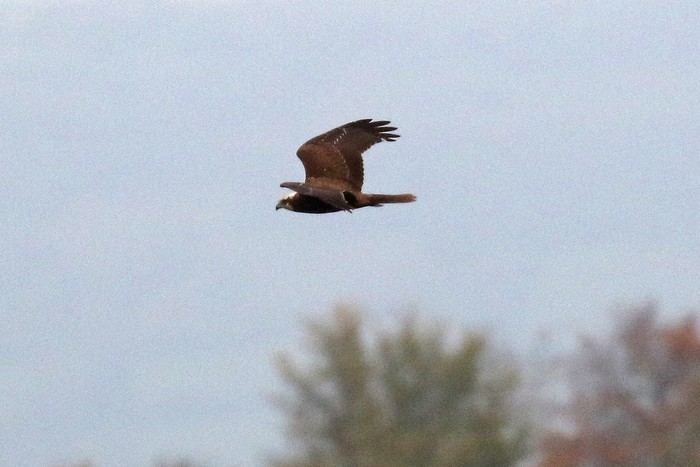 Marsh Harrier