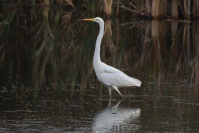 Great White Egret