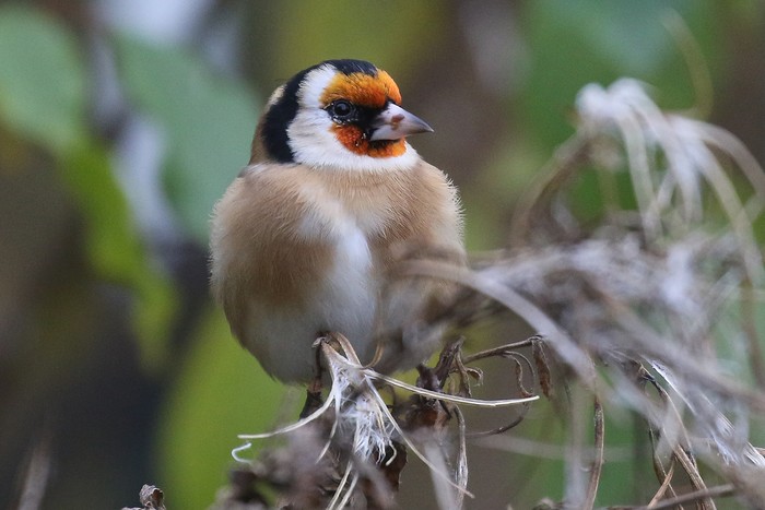 Goldfinch